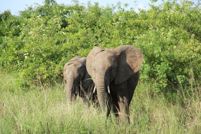 Murchison Falls