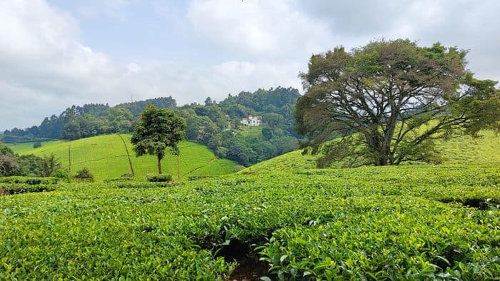 xken 85086 Kenya kiambethu tea farm limuru