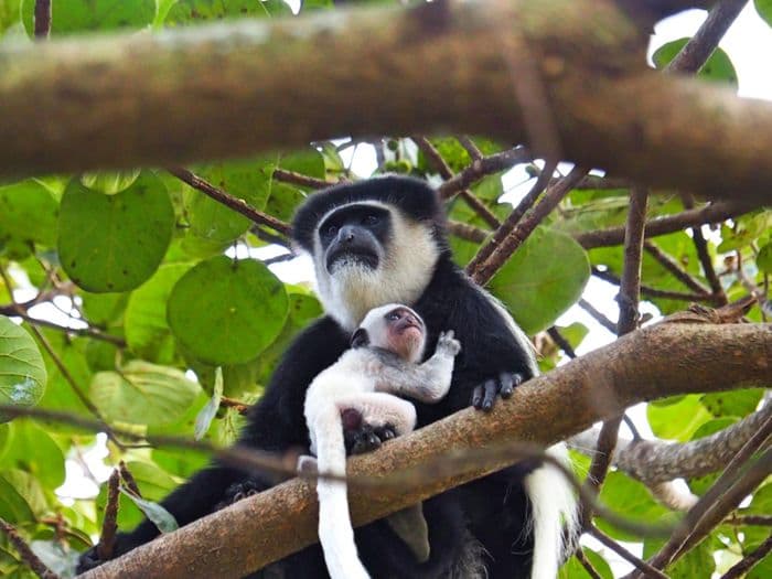 xken 85086 Kenya colobus monkey kiambethu tea farm limuru