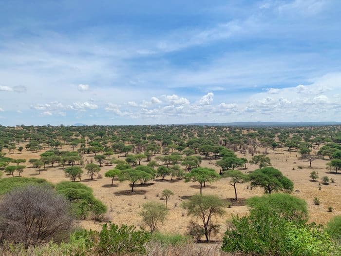 Tarangire Tanzania