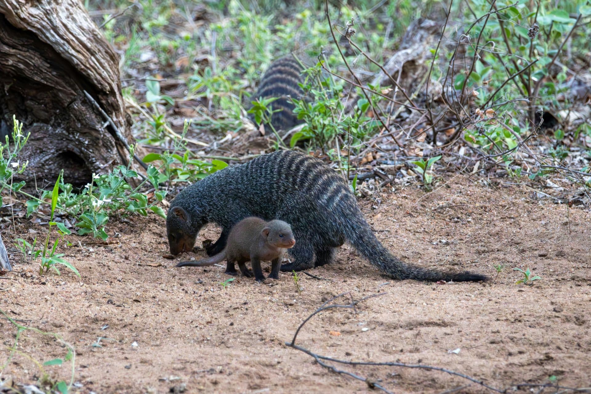 Banded Mongoose safari 3