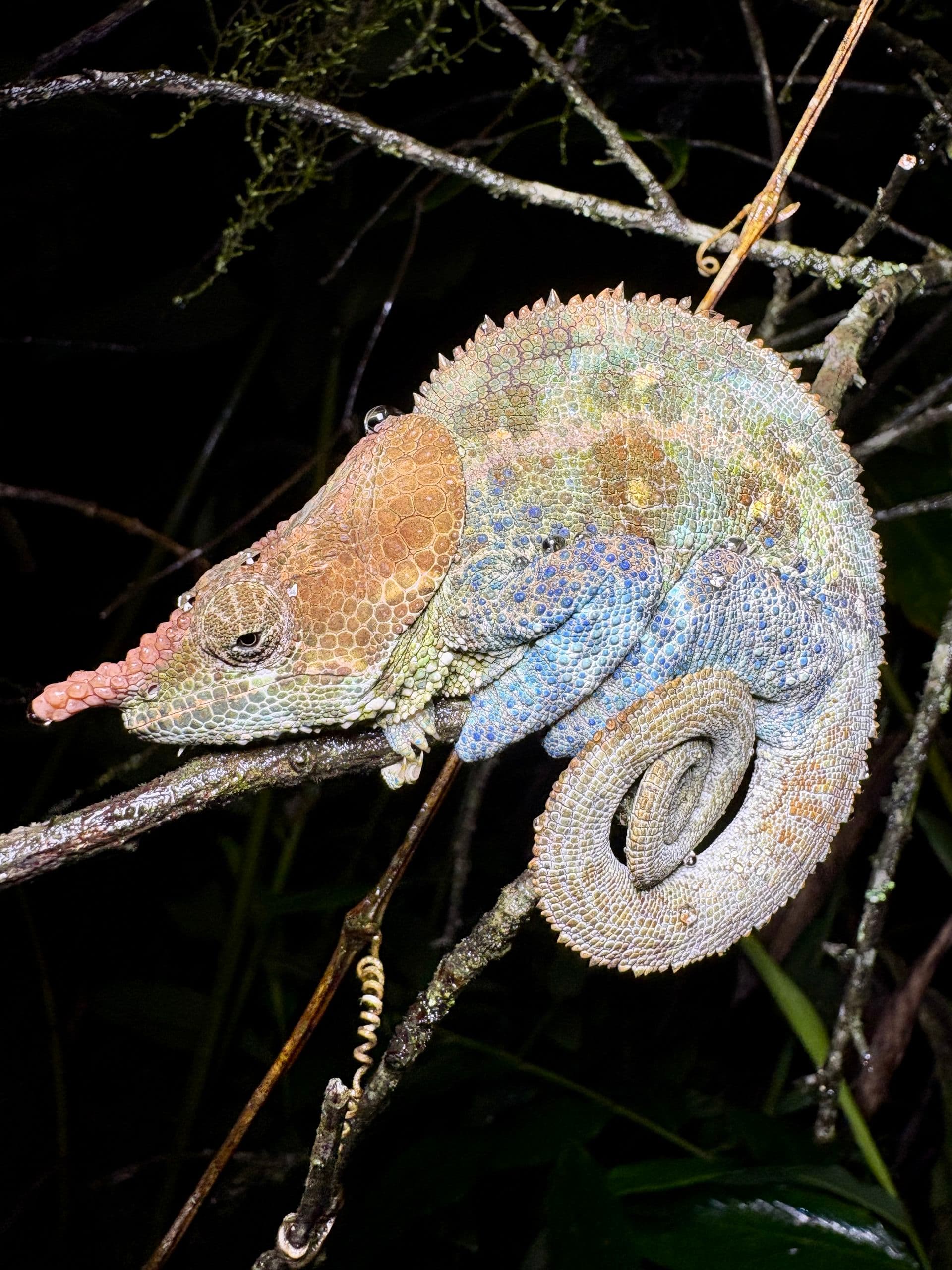 xmad 85081 madagascar ranomafana