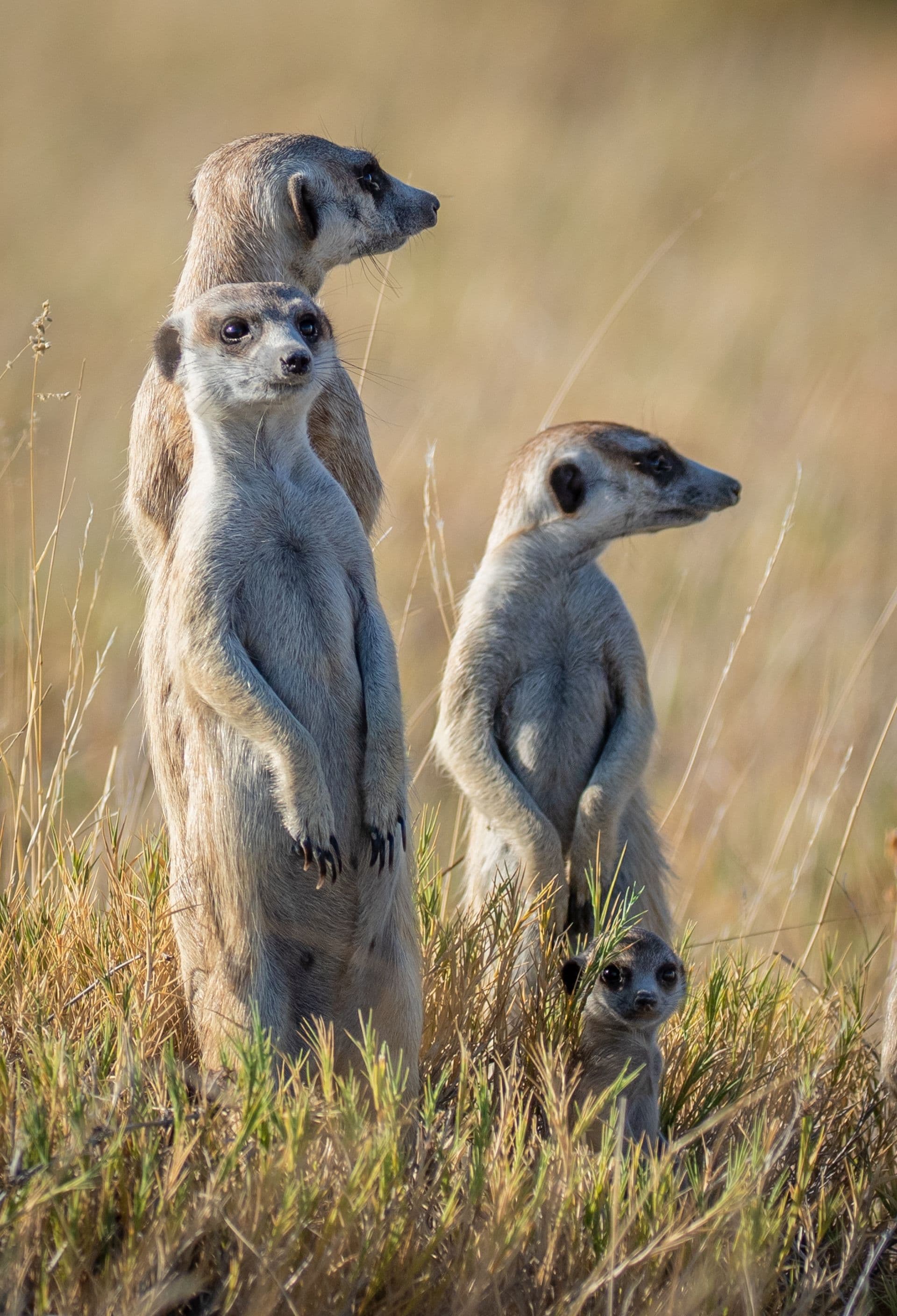 Ntwetwe Pan & Meerkat Visit