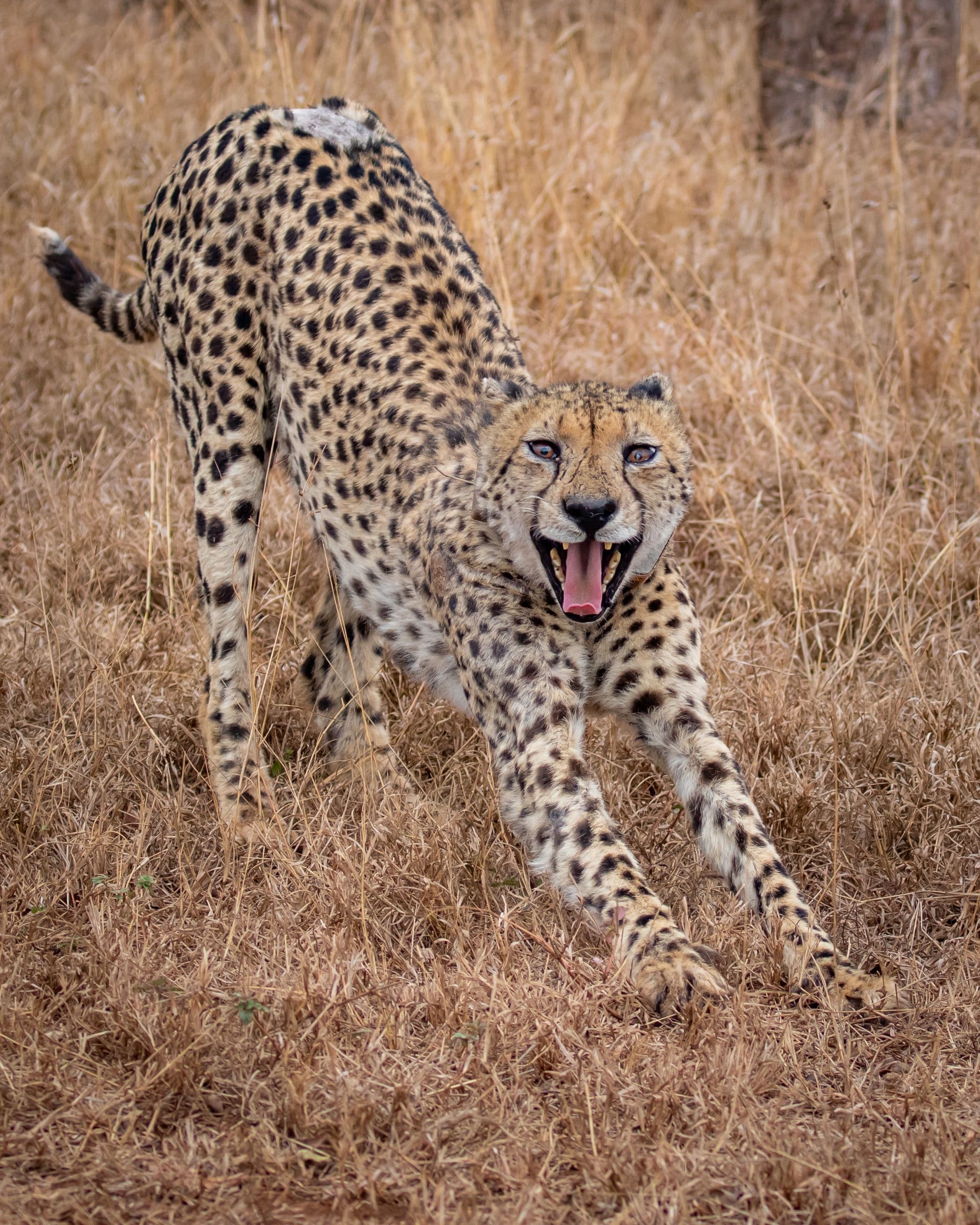 Rhino River Lodge, Manyoni Private Game Reserve