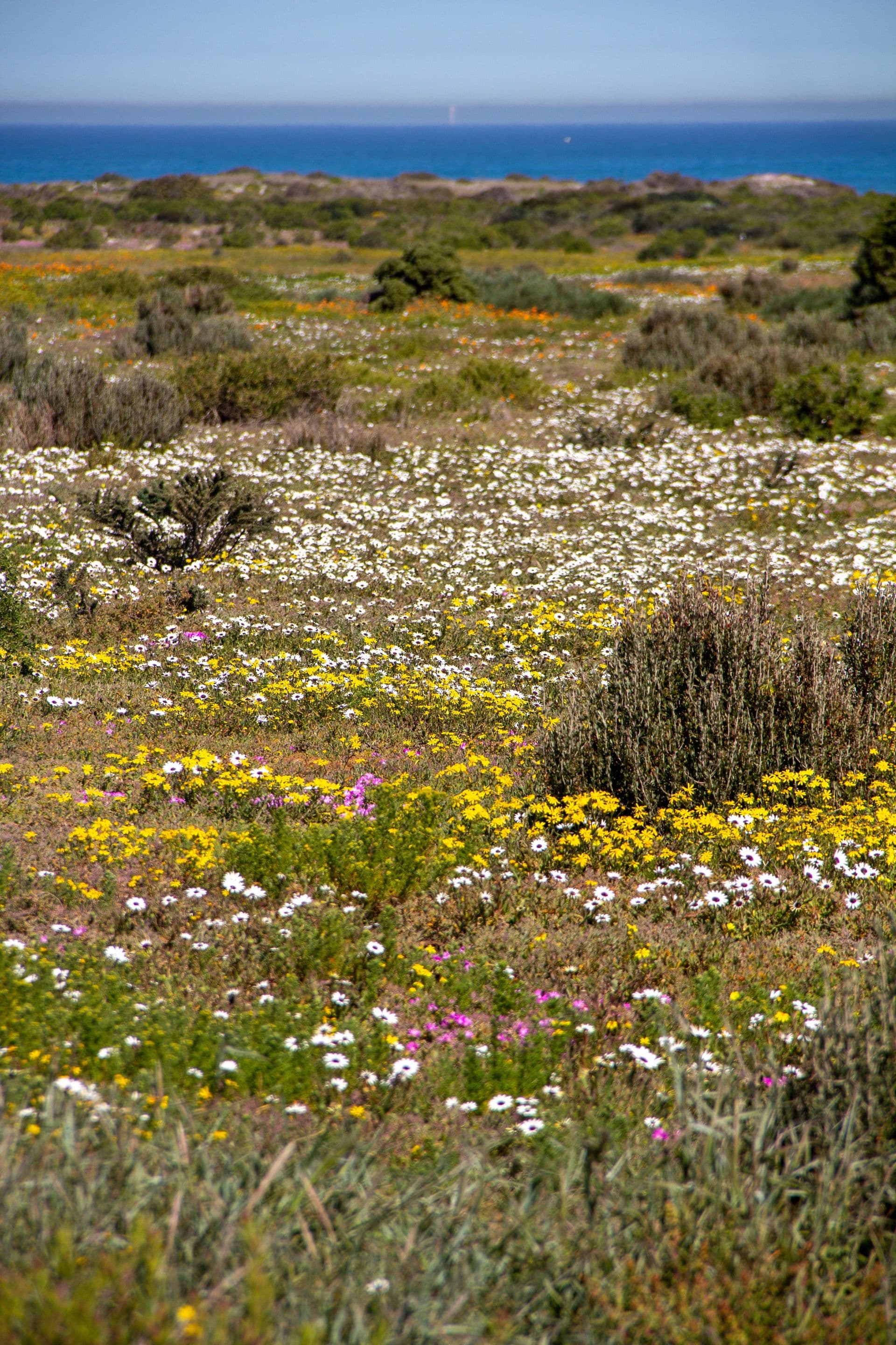 Blooming West Coast National Park