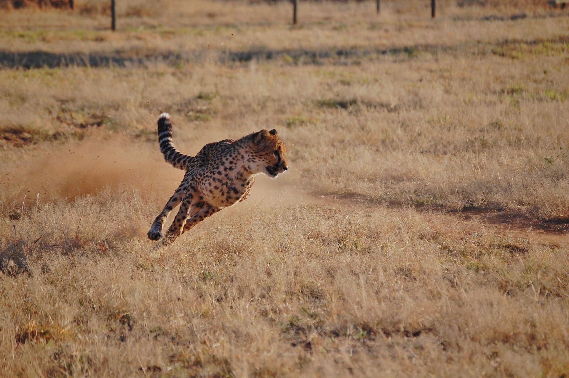 Cheetah Conservation Fund Cheetah run
