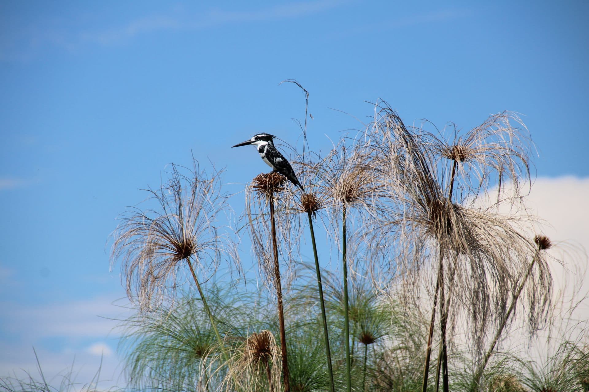 Pied kingfisher