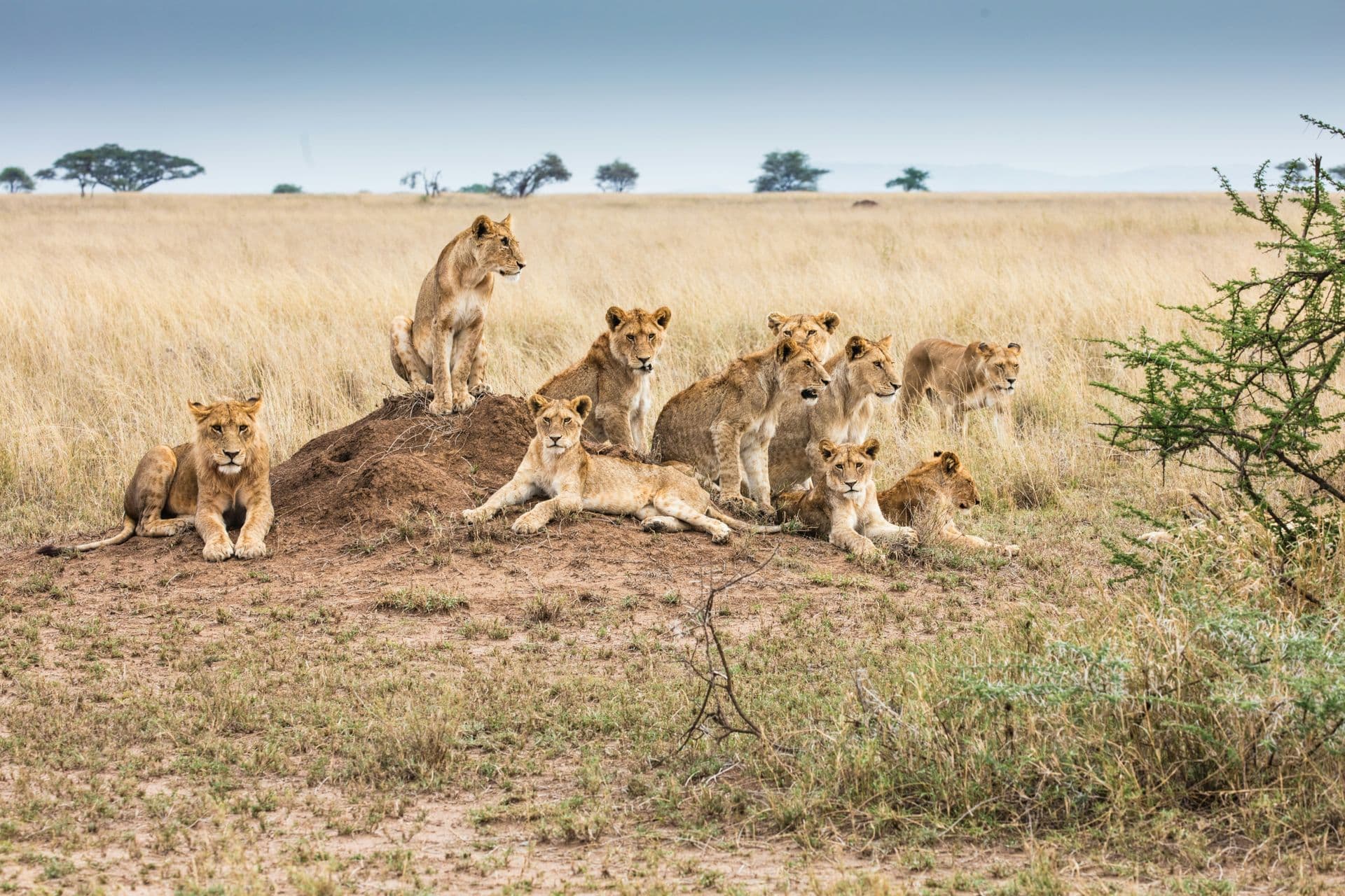 lions serengeti 2