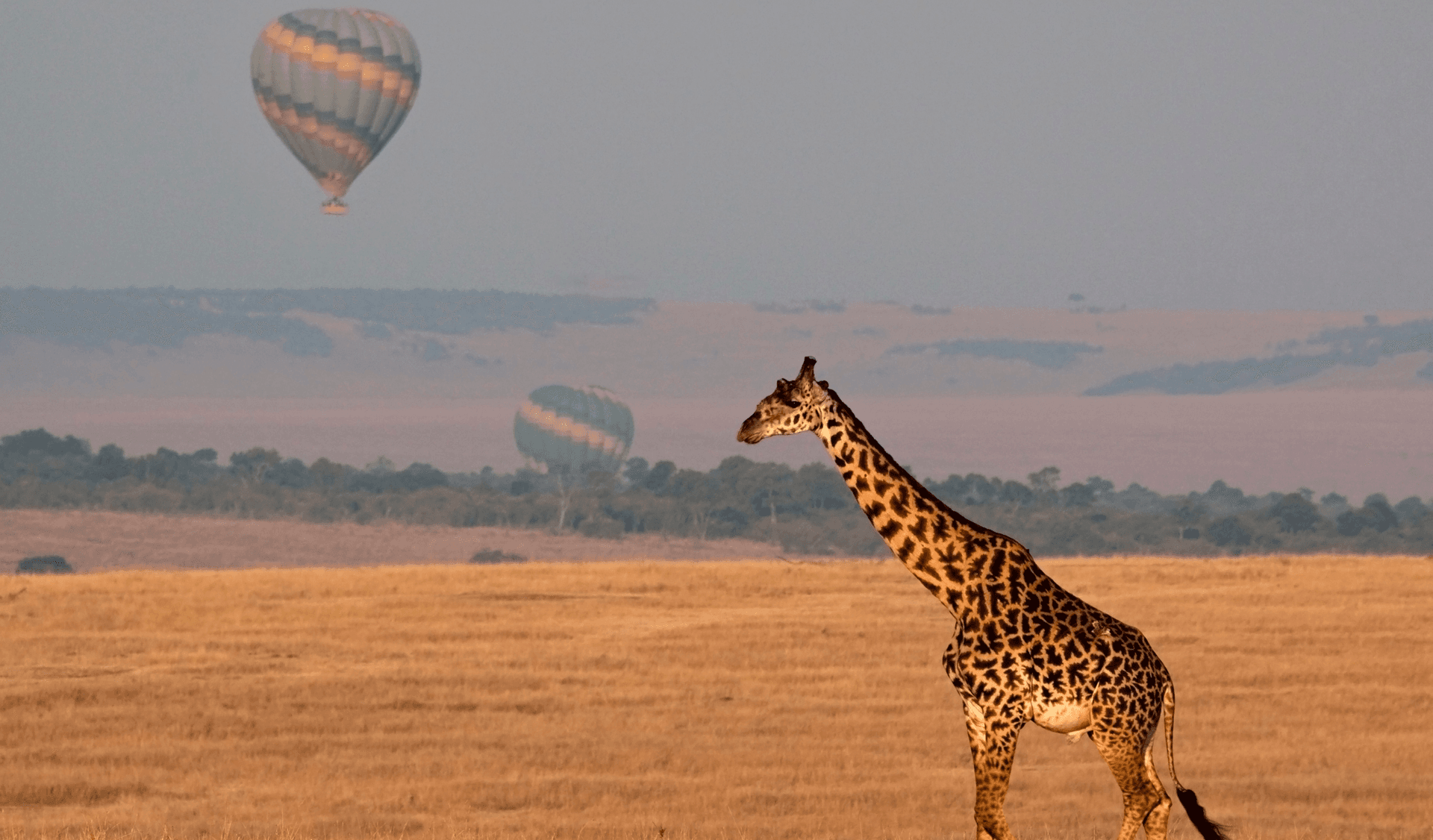 SAFARI IM SÜDLICHEN AFRIKA UND IN OSTAFRIKA