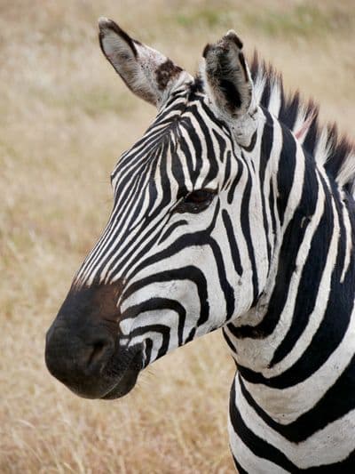 Africaventura