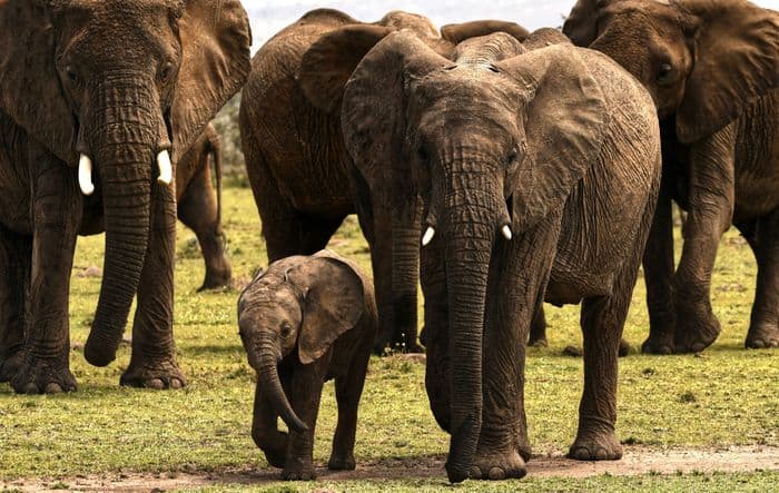 Tarangire Tanzania