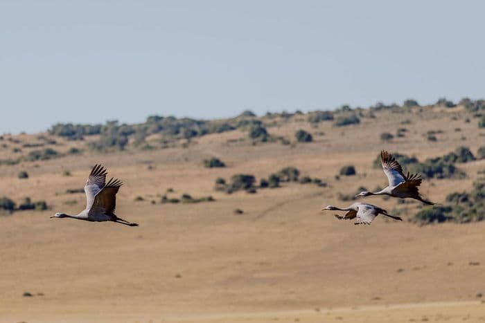 Amakhala Game Reserve 6