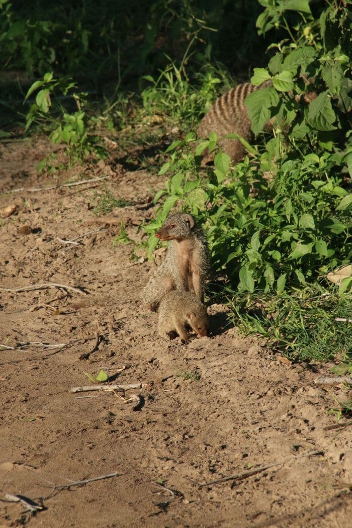 Banded Mongoose safari 4