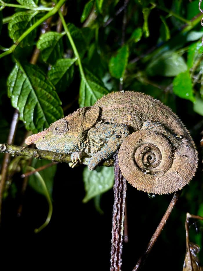 xmad 85081 Madagascar Ranomafana chameleon