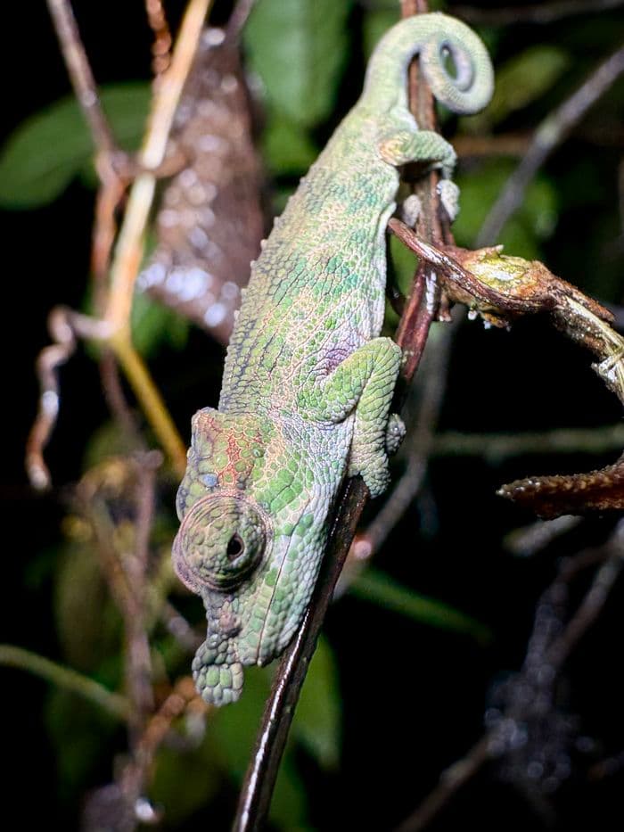 xmad 85081 madagascar ranomafana