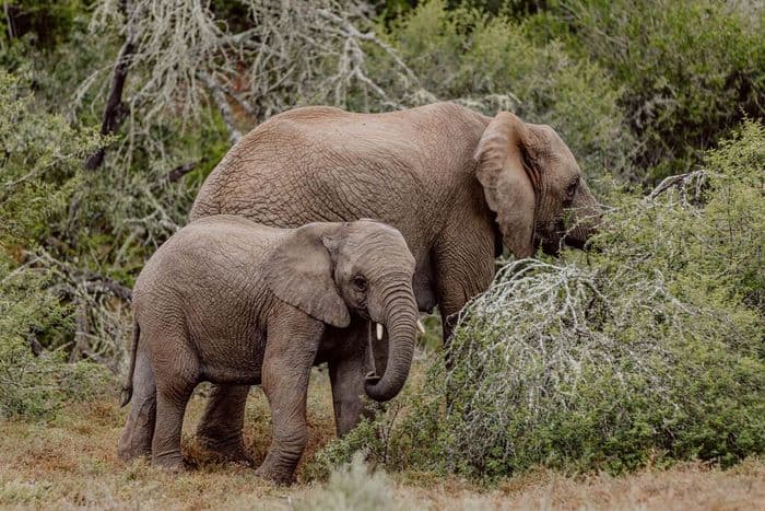 Amakhala Game Reserve 3