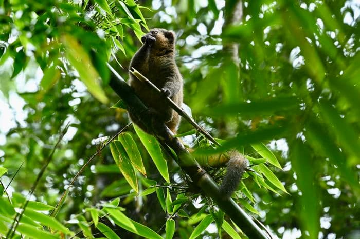 xmad 85081 madagascar ranomafana lemur