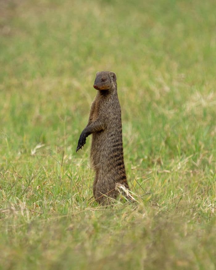 Banded Mongoose safari