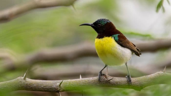 Sunbird