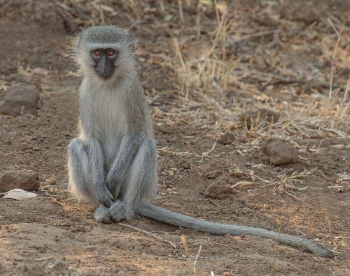 Vervet monkeys