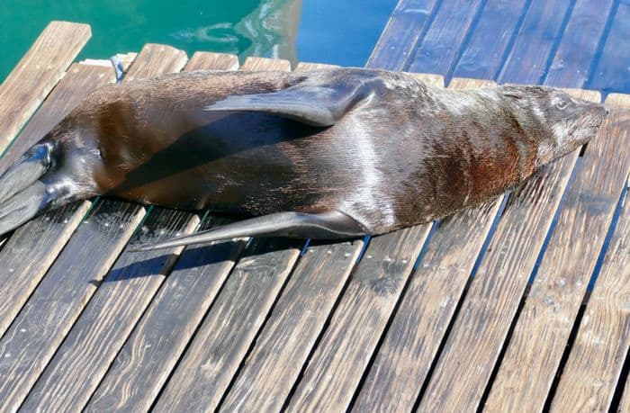 Cape Fur Seals