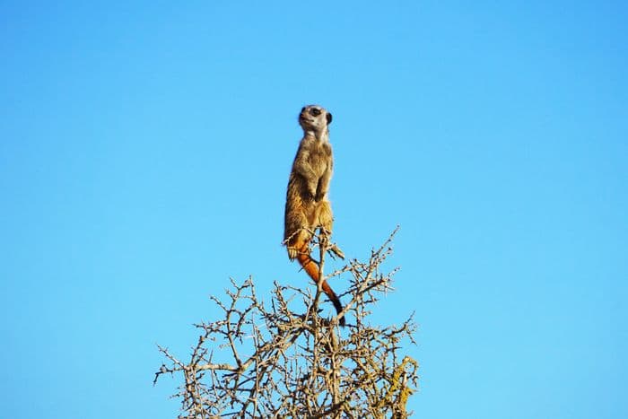 Meerkat Addo Elephant National Park