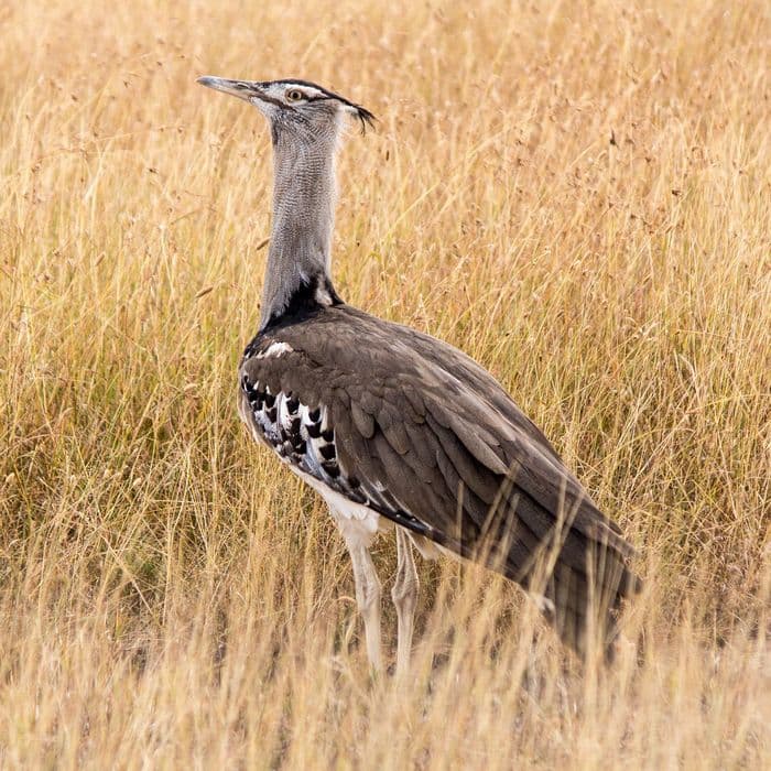 Kori Bustard