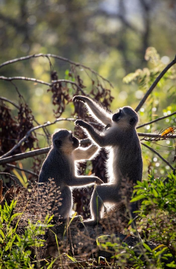 Vervet Monkey