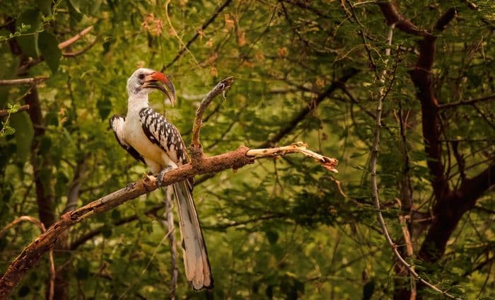 Hornbill Red-billed