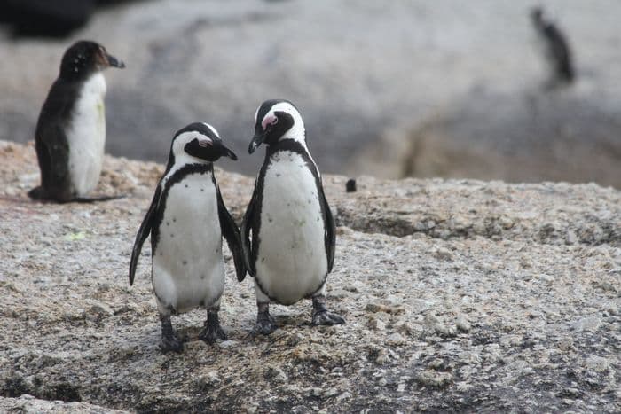 African Penguin