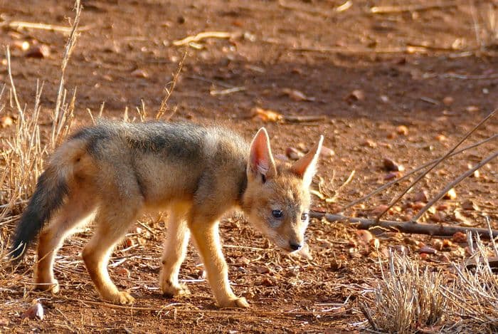 Black backed Jackal