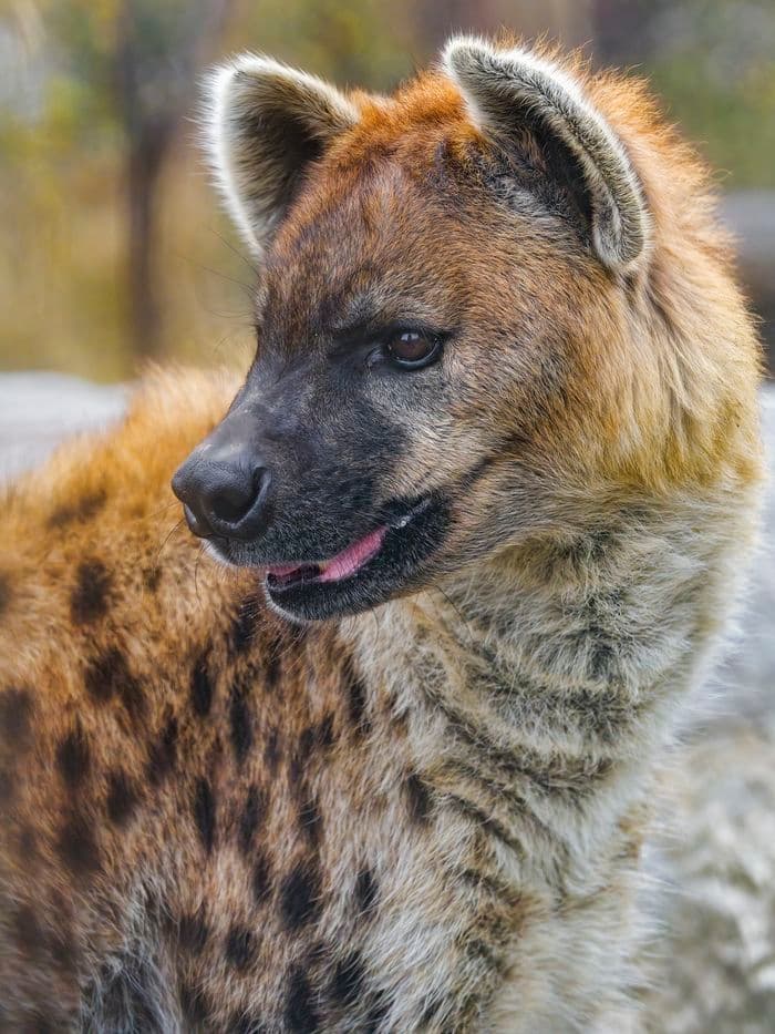 Spotted hyena