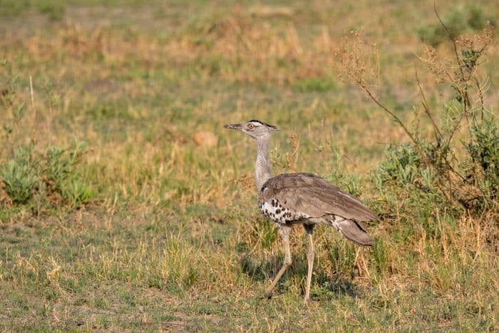 Kori Bustard