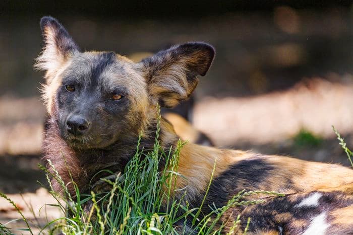 African Wild Dog