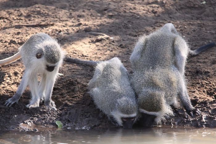Vervet monkeys