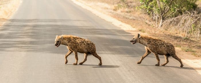 Spotted Hyena