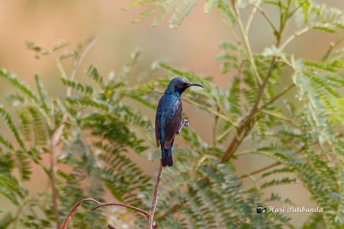 Sunbird