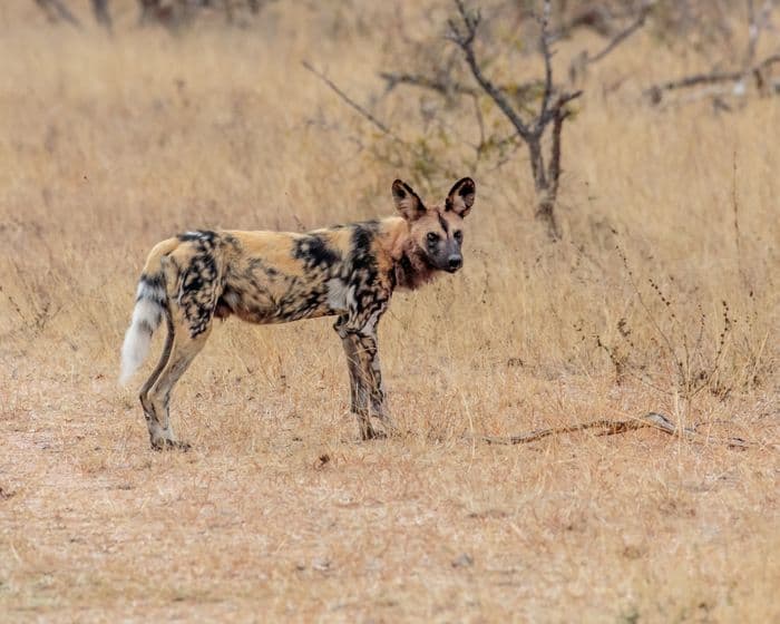 African Wild Dog