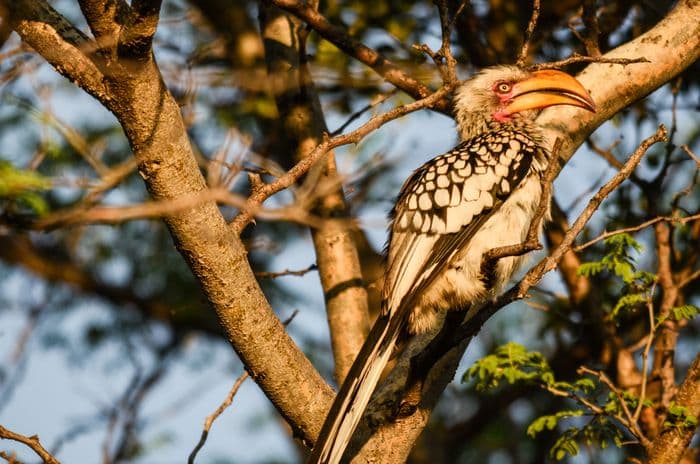 African Red-Billed Hornbill