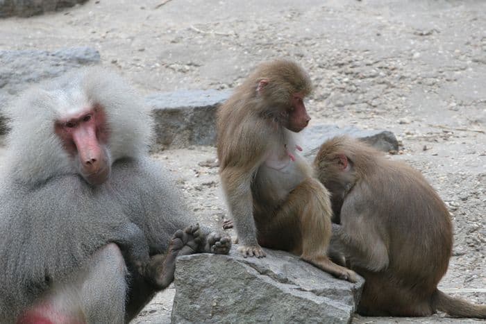 Baboon