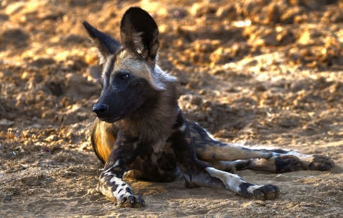 African Wild Dog