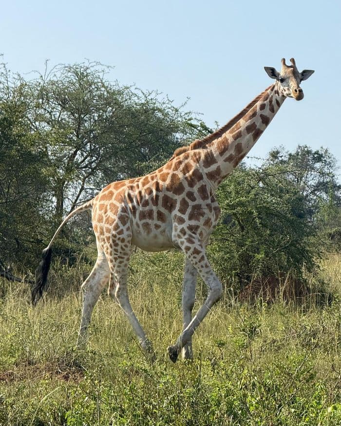 xug 86506 uganda