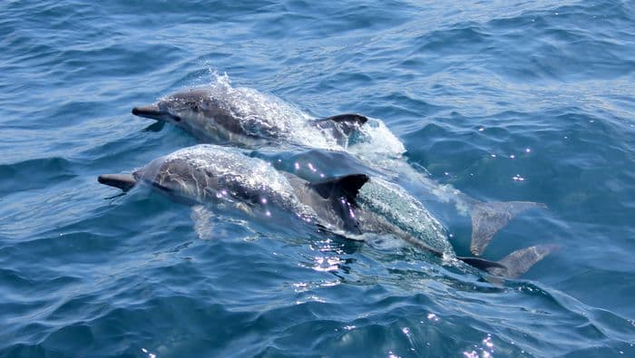 dolphins