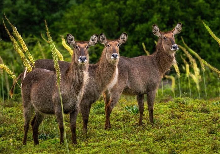 Amakhala Game Reserve 5