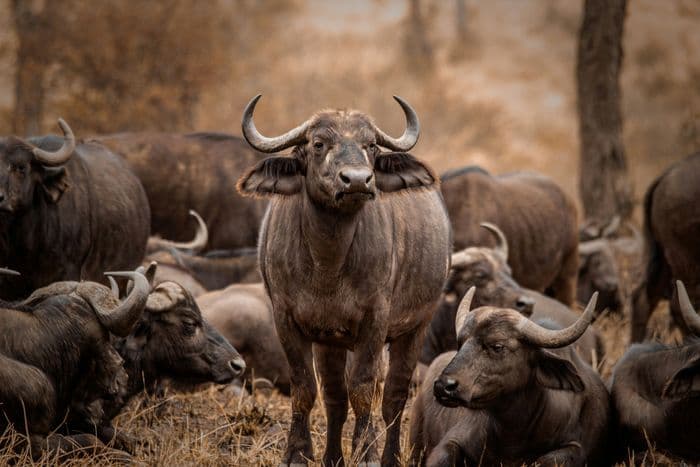lake manyara buffalo
