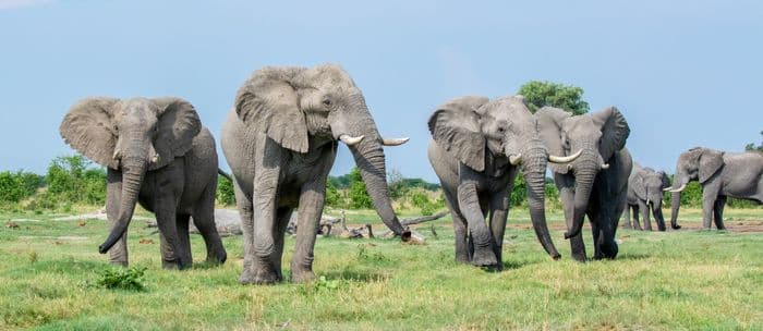 Savuti Chobe Elephant