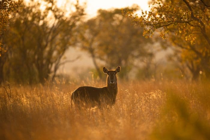 Waterbuck sunset 