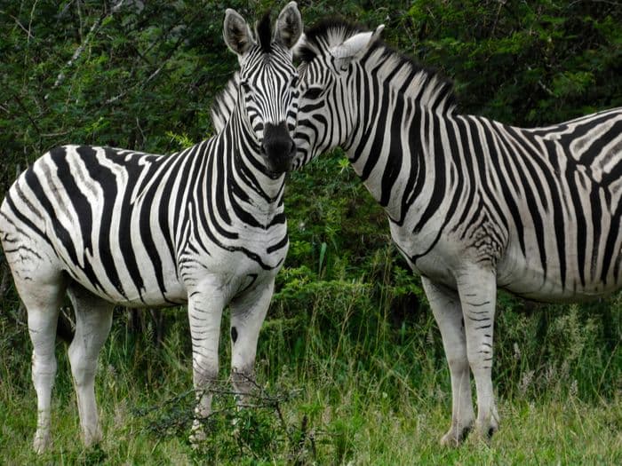 hluhuwe zebras