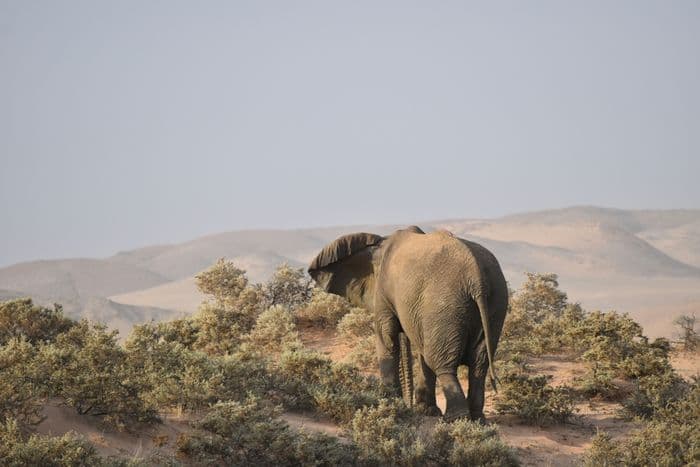 damaraland elephant