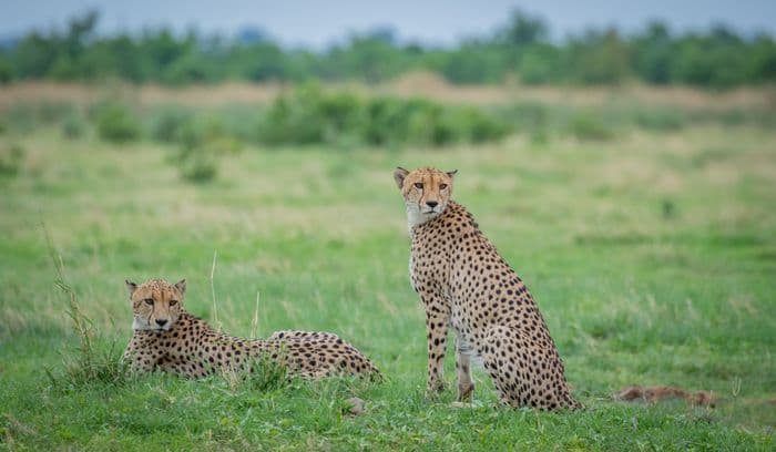 Savuti Chobe Cheetah